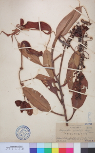 Specimen thumbnail